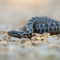 Four-lined snake