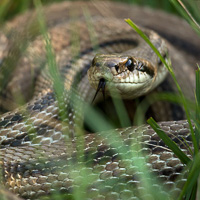 Four-lined snake