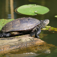 European pond tortoise