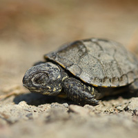 European pond tortoise