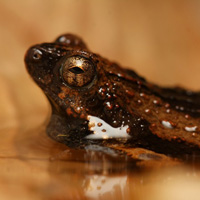 Tungara frog