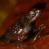 Tungara frog