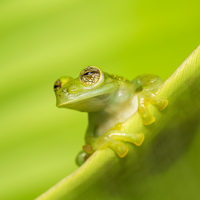 Emerald glass frog