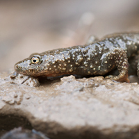 Pyrenean newt