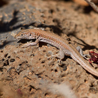 Atlantic lizard