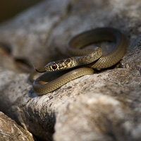 Balkan whip snake