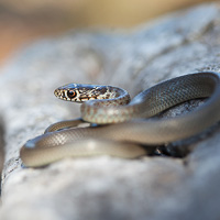 Balkan whip snake