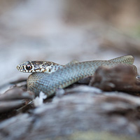 Balkan whip snake