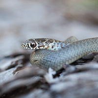 Balkan whip snake