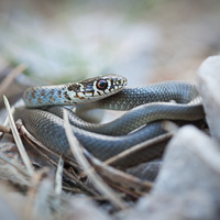 Balkan whip snake