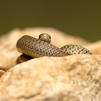 Balkan whip snake