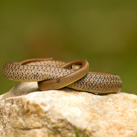 Balkan whip snake