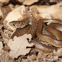 Balkan whip snake