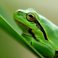 European tree frog