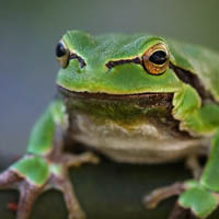 European tree frog