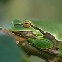 European tree frog