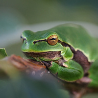 European tree frog