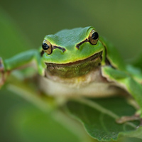 European tree frog