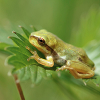 European tree frog