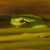 Mediterranean tree frog