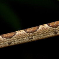 Blunthead treesnake