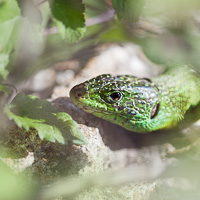 Western green lizard