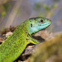 Western green lizard