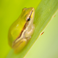 Northern dwarf tree frog