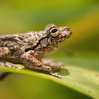 Roth's tree frog