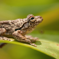 Roth's tree frog