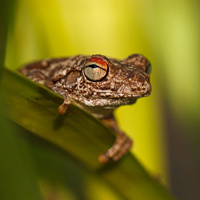 Roth's tree frog