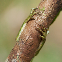 Lyreshead lizard