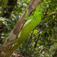 Lyreshead lizard