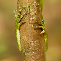 Lyreshead lizard