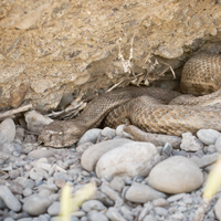 Levant viper and Greek tortoise