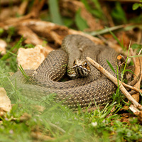 Montpellier snake