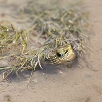 Caspian turtle