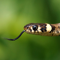 Grass snake