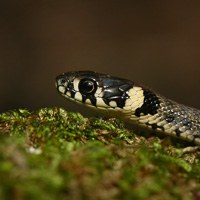 Grass snake