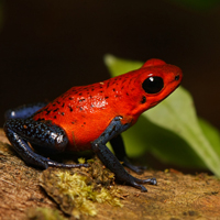 Strawberry poison-dart frog