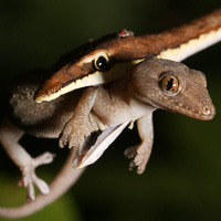 Brown vine snake