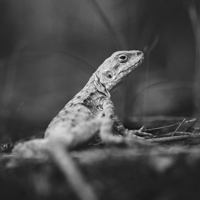 Caucasian agama