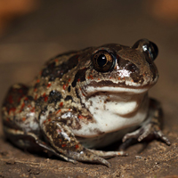 Spadefoot toad