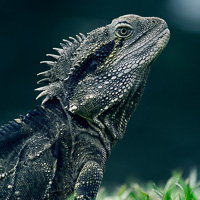 Eastern water dragon