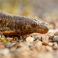 Iberian ribbed newt