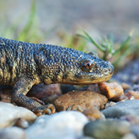 Iberian ribbed newt