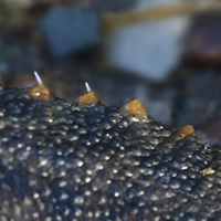 Iberian ribbed newt