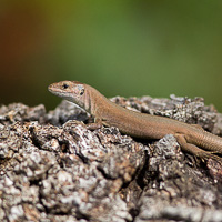 Dalmatian wall lizard