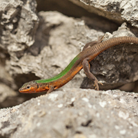 Dalmatian wall lizard