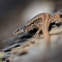 Wall lizard